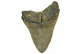 Fossil Megalodon Tooth - North Carolina #328849-1